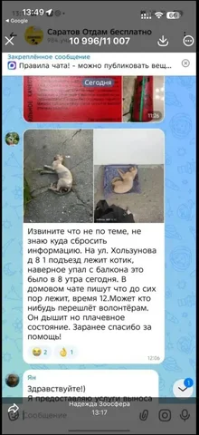 Потеряшка: Судьба животного неизвестна - Животные в Саратов