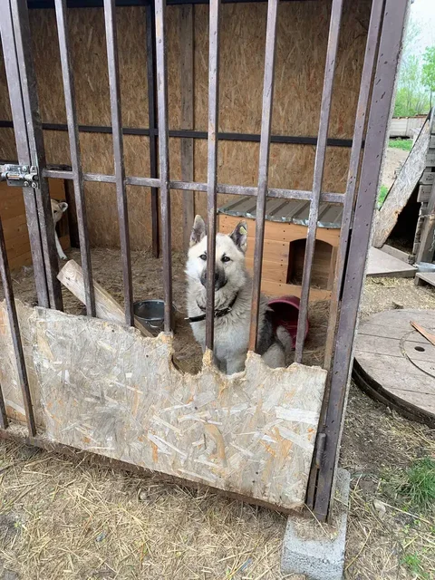 Сбор средств для Миши, пострадавшего от жестокого обращения - частное объявление в Москва