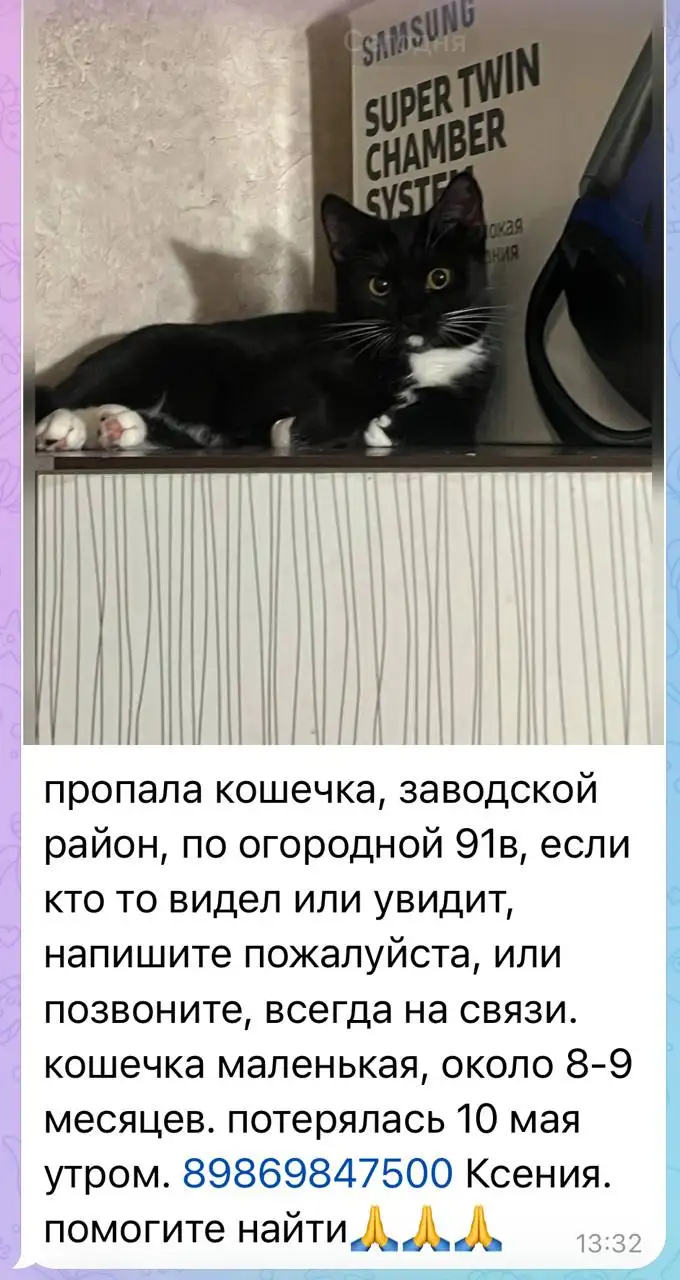 Пропала кошечка в Заводском районе - Потеряшки (Животные) в Саратов