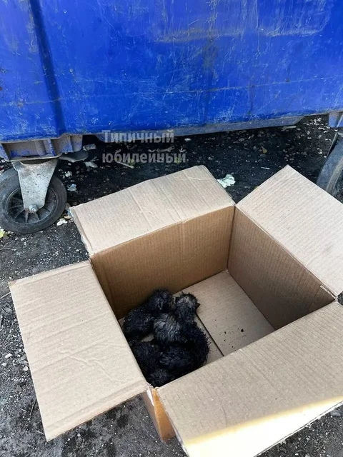 Котята в беде, срочно ищут дом - Пристройство и передержка в Саратов