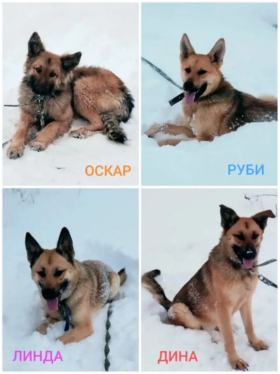 Помощь на передержку собак из Красного Октября - Животные в Саратов