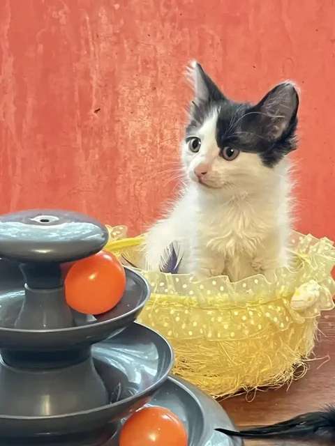 Котята ищут дом - частное объявление в Саратов