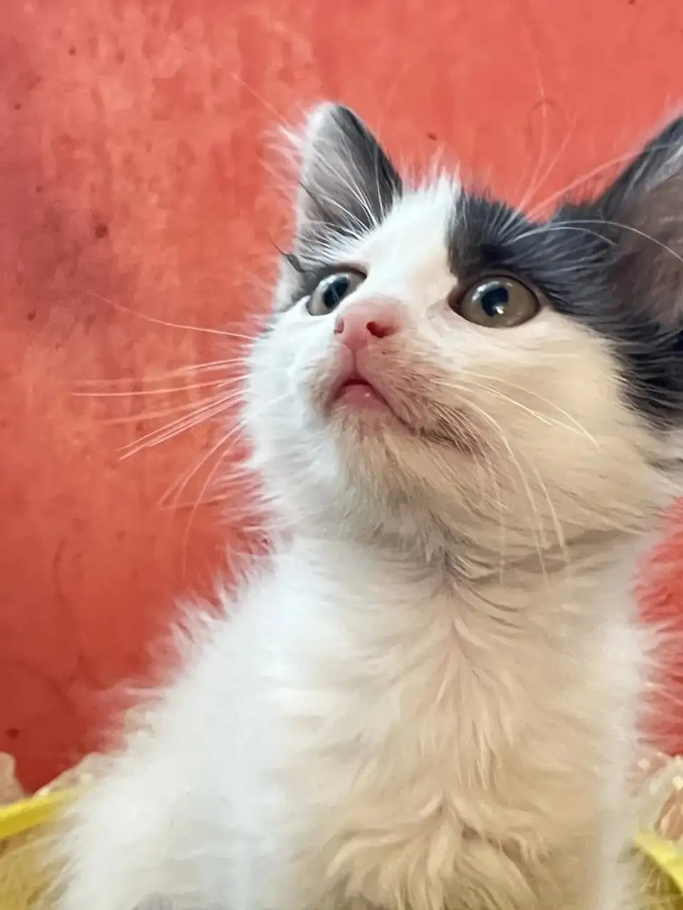 Котята ищут дом - Кошки (Животные) в Саратов
