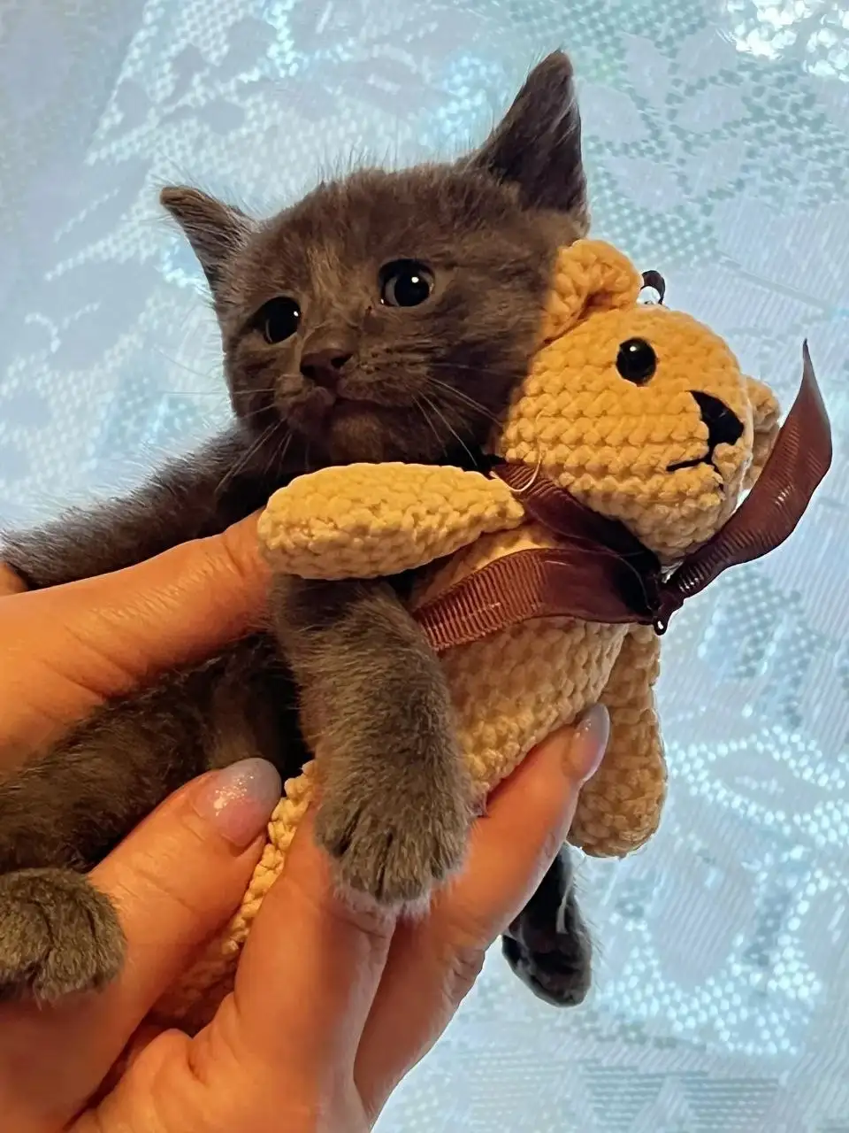 Котята ищут дом - Кошки (Животные) в Саратов