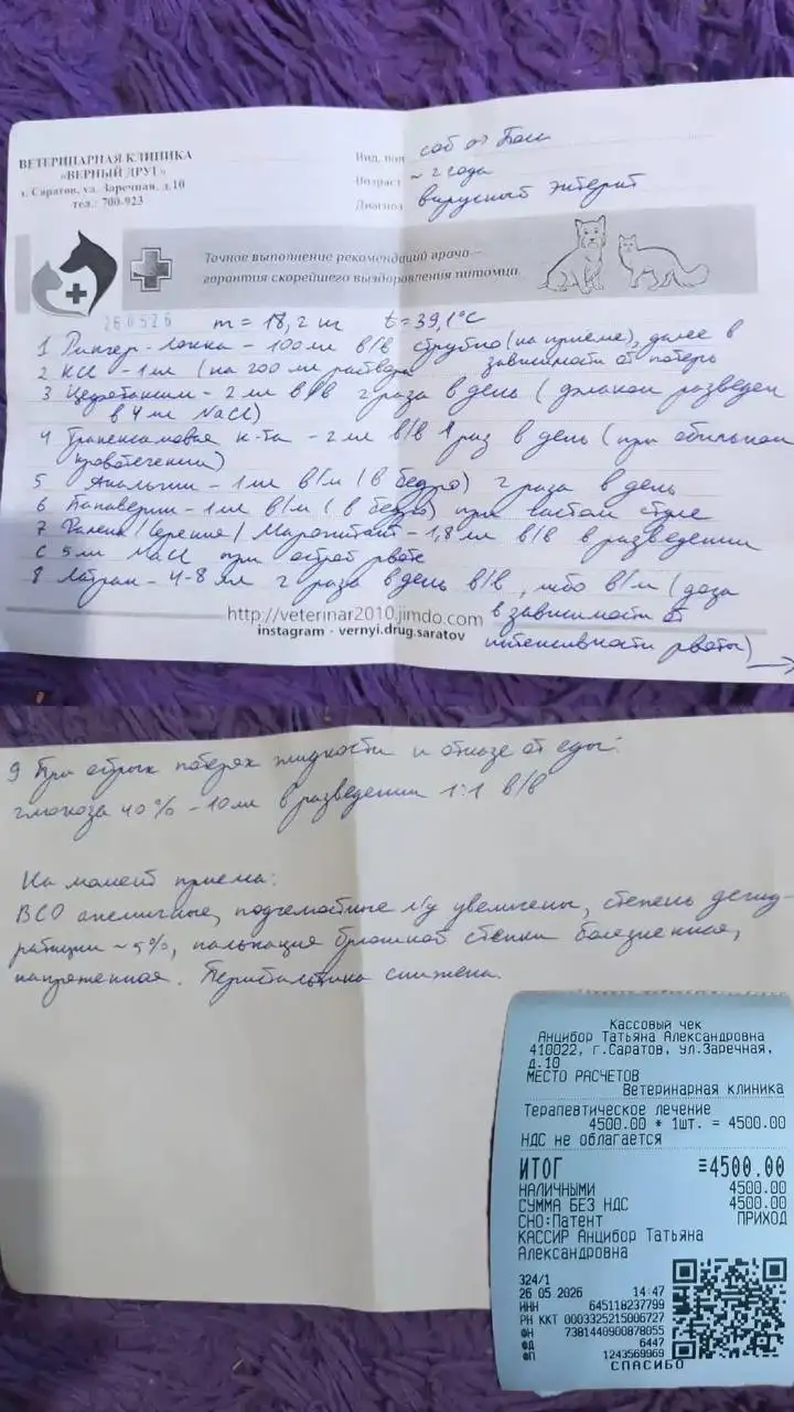 Сбор на лечение для Босса - Сбор средств на лечение (Животные) в Саратов