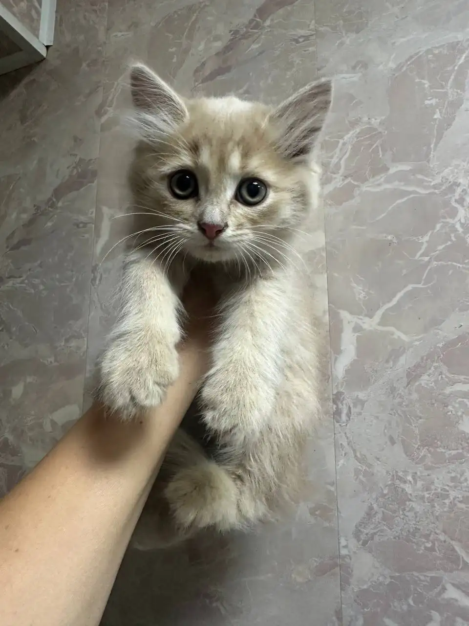 Две кошки ищут семью - Животные в Саратов