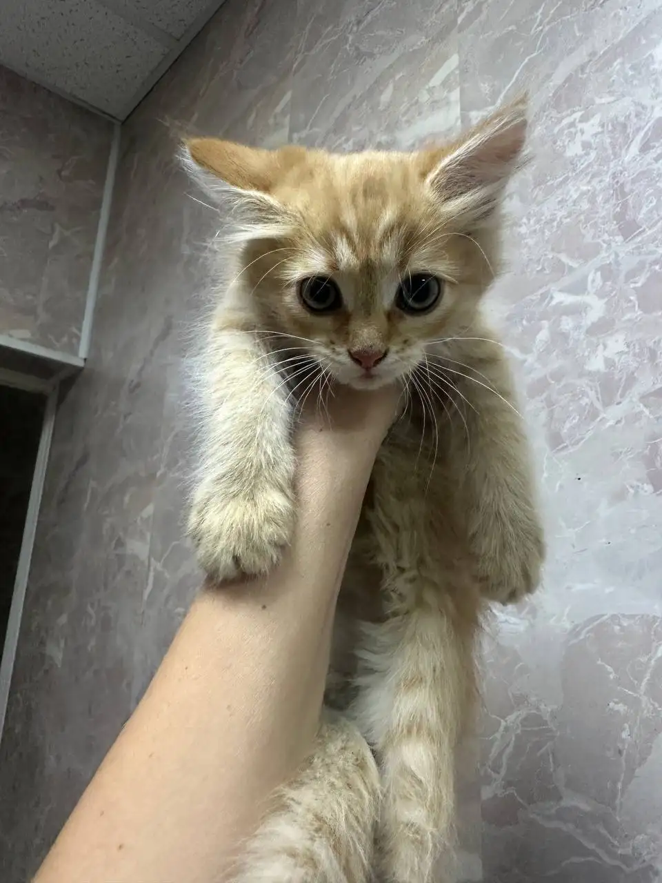 Две кошки ищут семью - Животные в Саратов