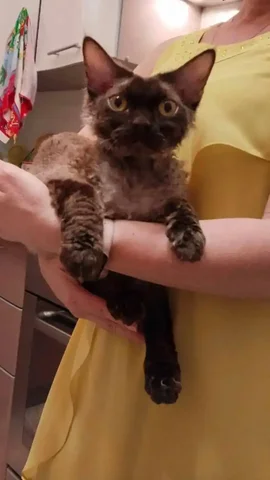 Котик Марк с родословной и паспортом прививок, в добрые руки - Кошки в Саратов