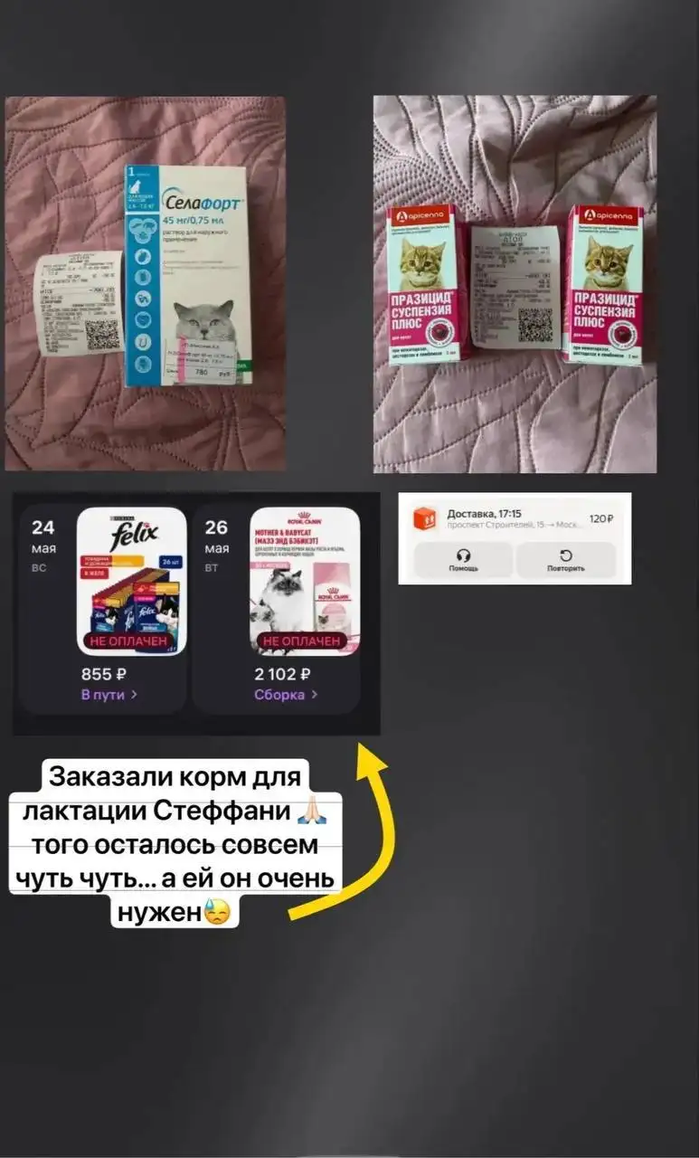 Срочный сбор для кошачей семьи Стеффани - Благотворительность для животных (Животные) в Саратов