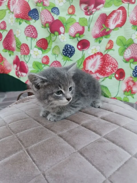 Ищем дом для котяток - Кошки в Саратов