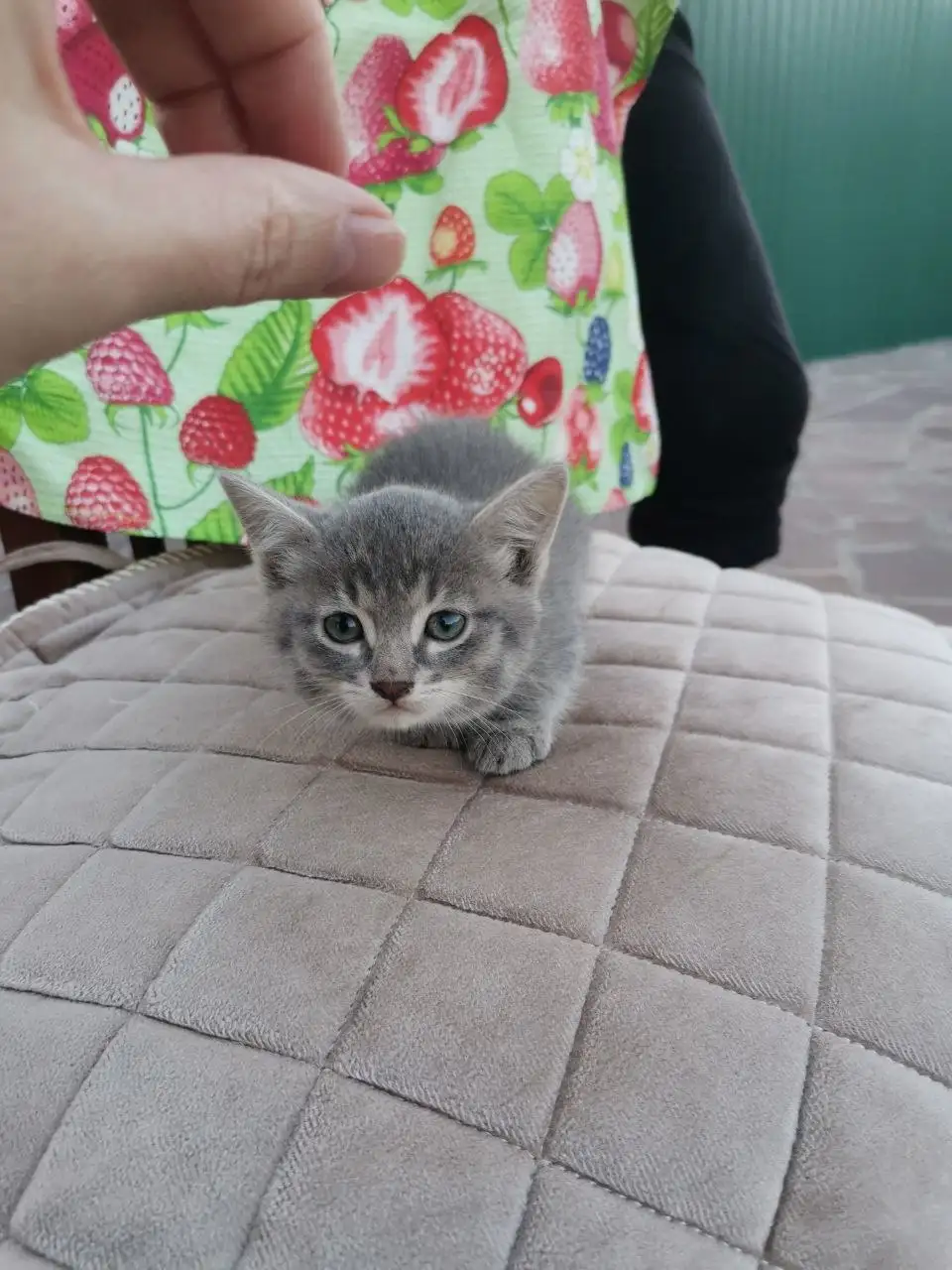 Ищем дом для котяток - Кошки (Животные) в Саратов