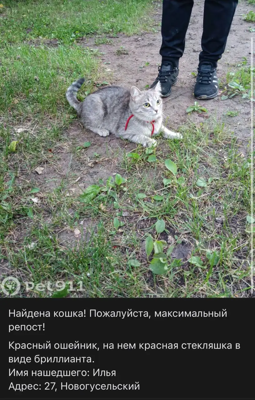 Найдена кошка с красным ошейником - Животные в Саратов