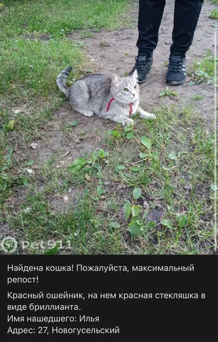 Найдена кошка с красным ошейником - Благотворительность, животные в Саратов