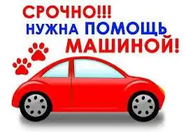 Нужна помощь с транспортом для стерилизации - Услуги в Саратов