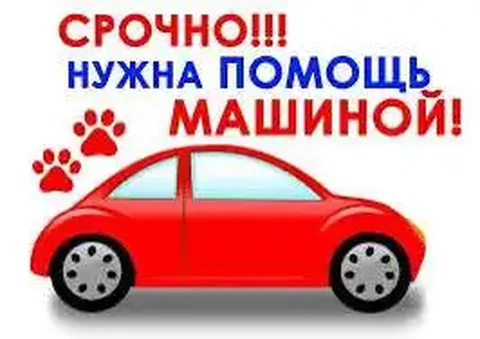Нужна помощь с транспортом для стерилизации - Массажистки в Саратов