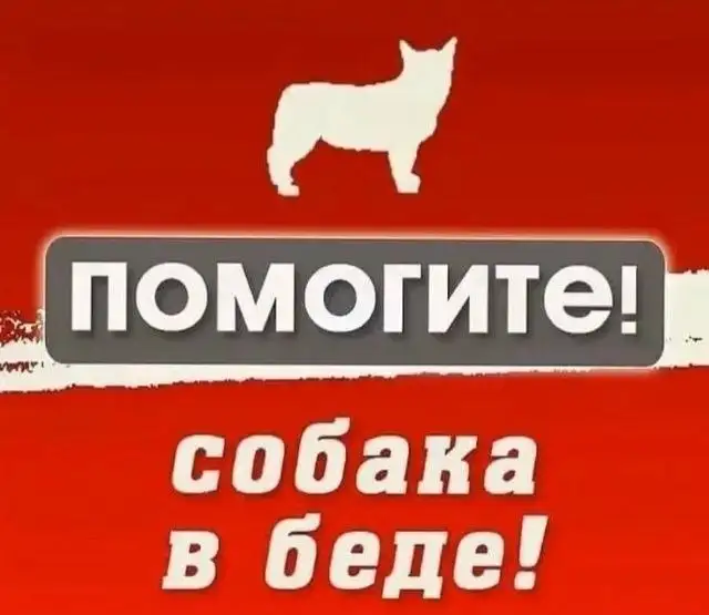 Найден раненый белый пес в зеленом ошейнике - Потеряшки (Животные) в Саратов