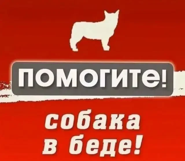 Найден раненый белый пес в зеленом ошейнике - Благотворительность, животные в Саратов