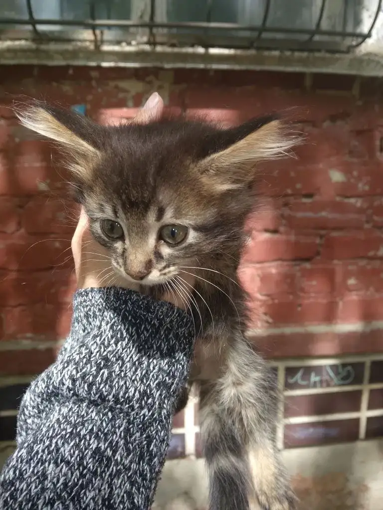 Отдам котенка в добрые руки - Кошки (Животные) в Саратов
