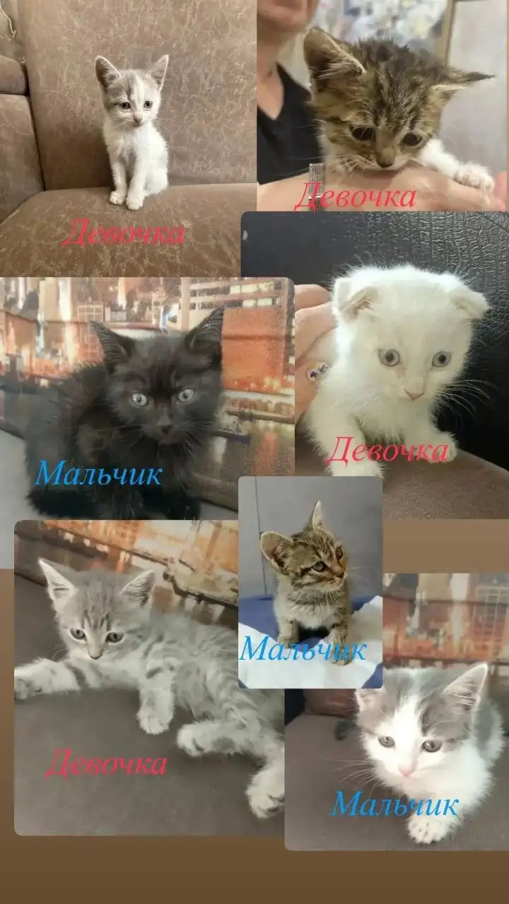 Срочно нужен дом для котят - Кошки (Животные) в Саратов