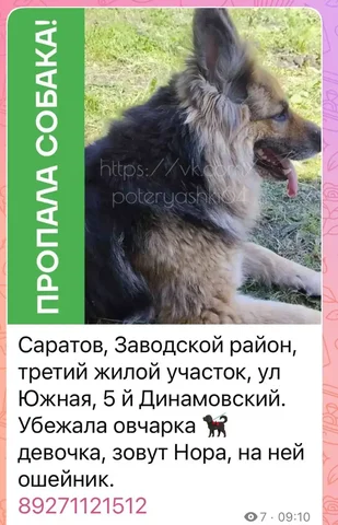 Потерялась овчарка - Шкафы в Саратов