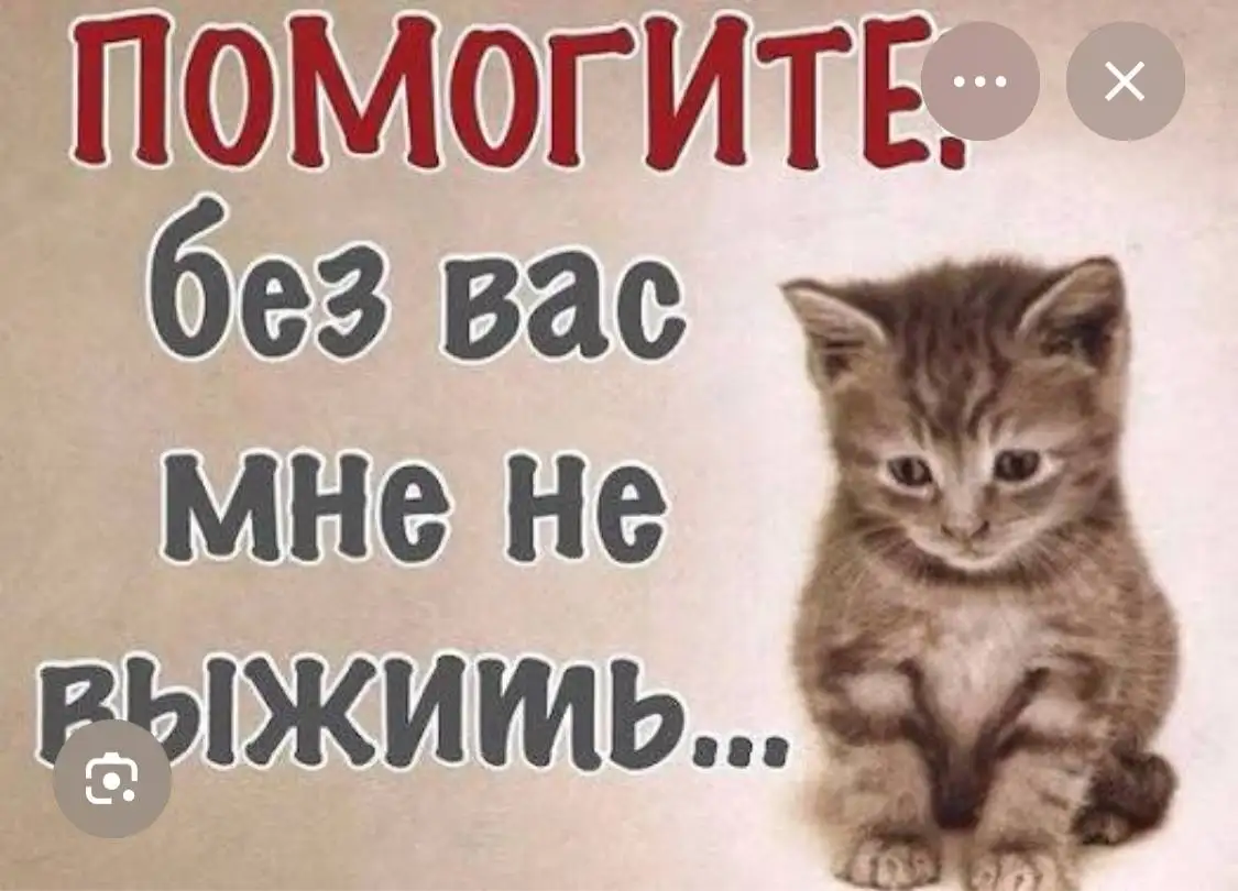 Срочная помощь! Котята на дачной платформе - Животные в Саратов