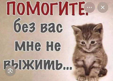 Срочная помощь! Котята на дачной платформе - Потерянные животные в Саратов