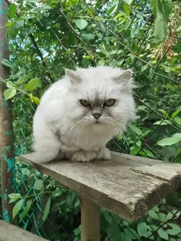 Срочный пристрой кошки Нюши 14 лет - Потерянные животные в Саратов