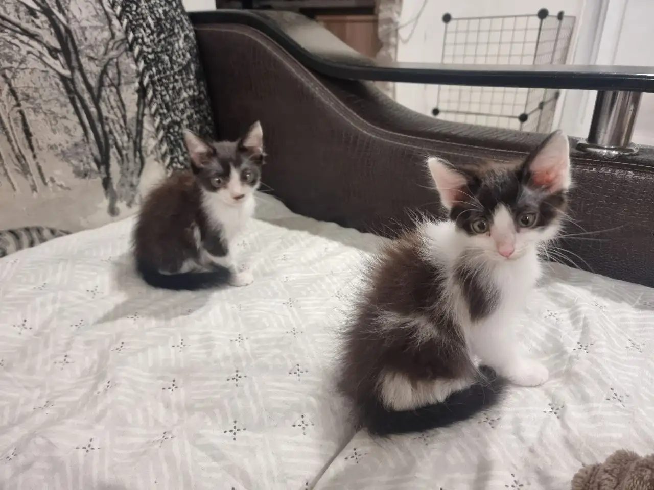 Отдам котят в добрые руки - Кошки (Животные) в Саратов