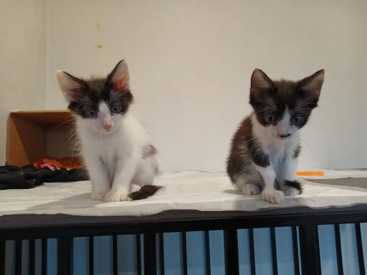 Отдам котят в добрые руки - Кошки (Животные) в Саратов