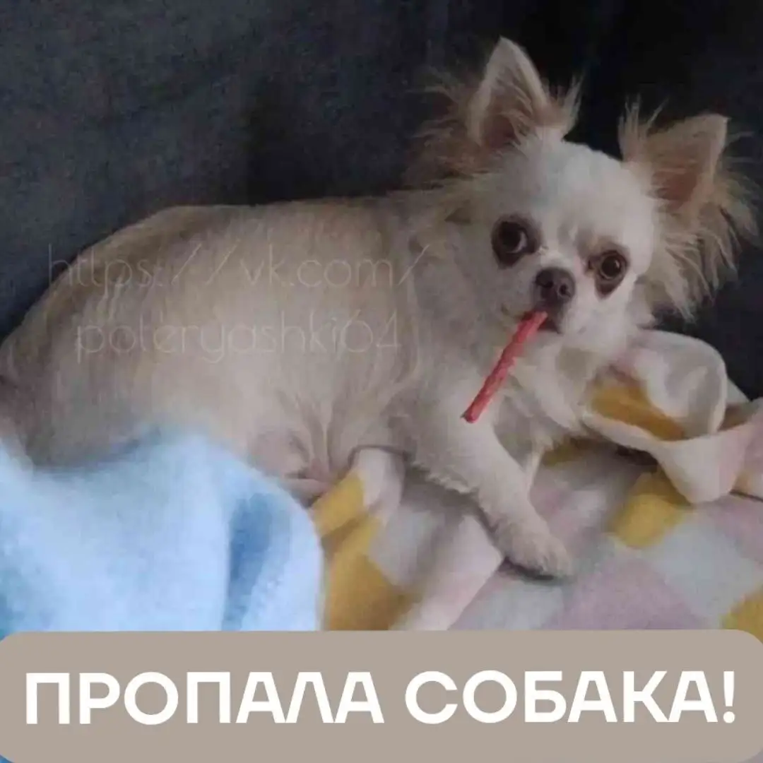 Потерялась собака чихуахуа Лео в Саратове - Кошки и собаки (Животные) в Саратов