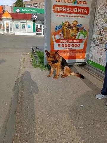 Потерялся питомец - Животные в Саратов