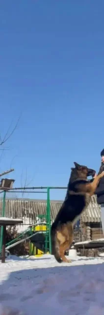 Потерялась немецкая овчарка Дик - Потеряшка в Энгельс