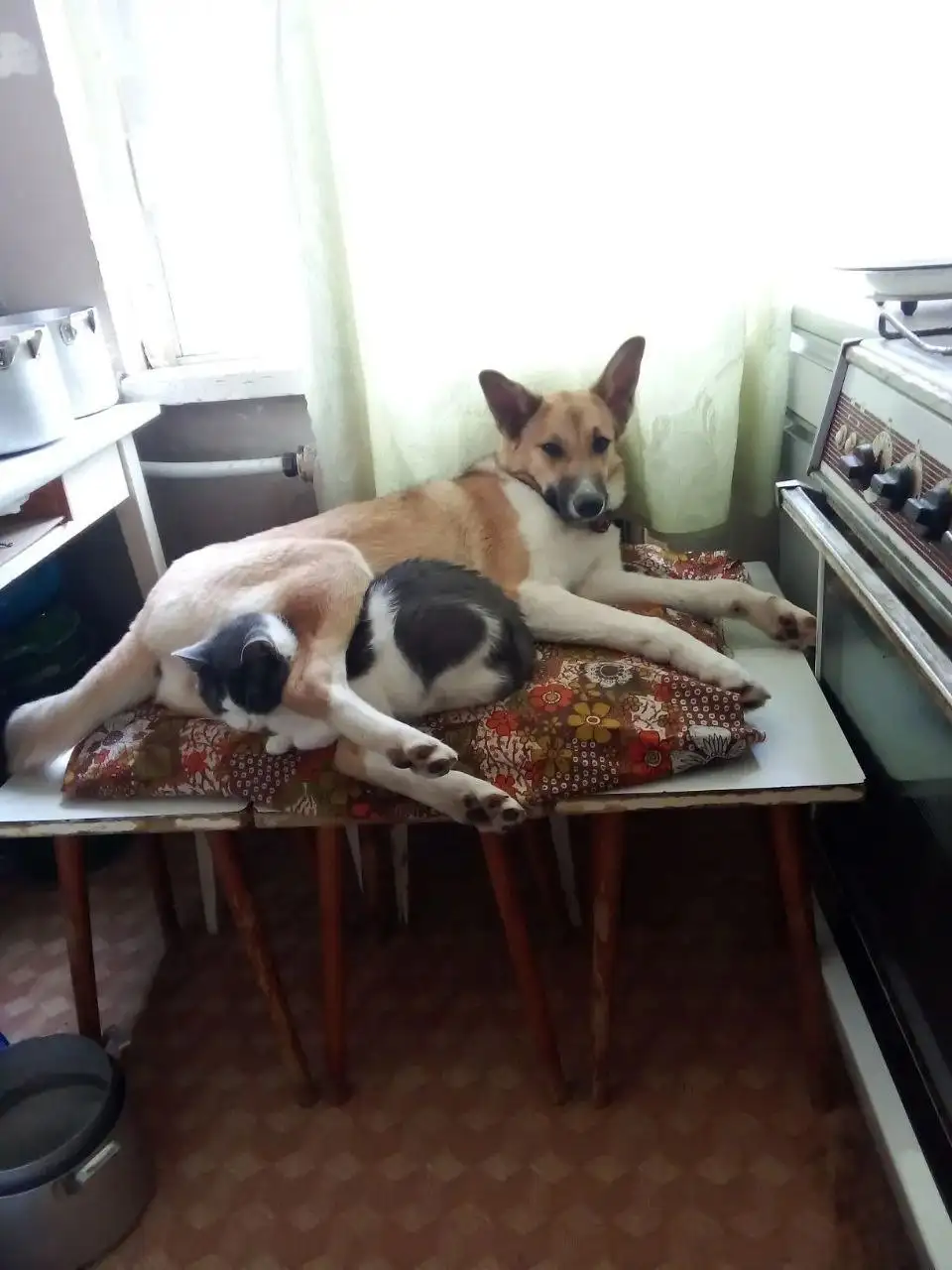 Срочный пристрой кошки Жужи - Кошки (Животные) в Саратов