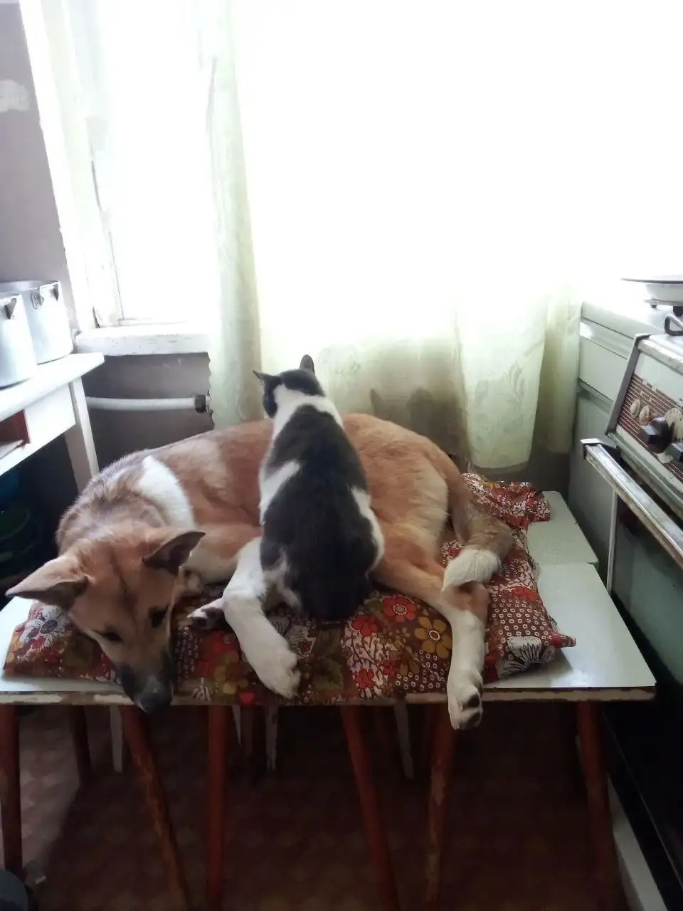 Срочный пристрой кошки Жужи - Кошки (Животные) в Саратов