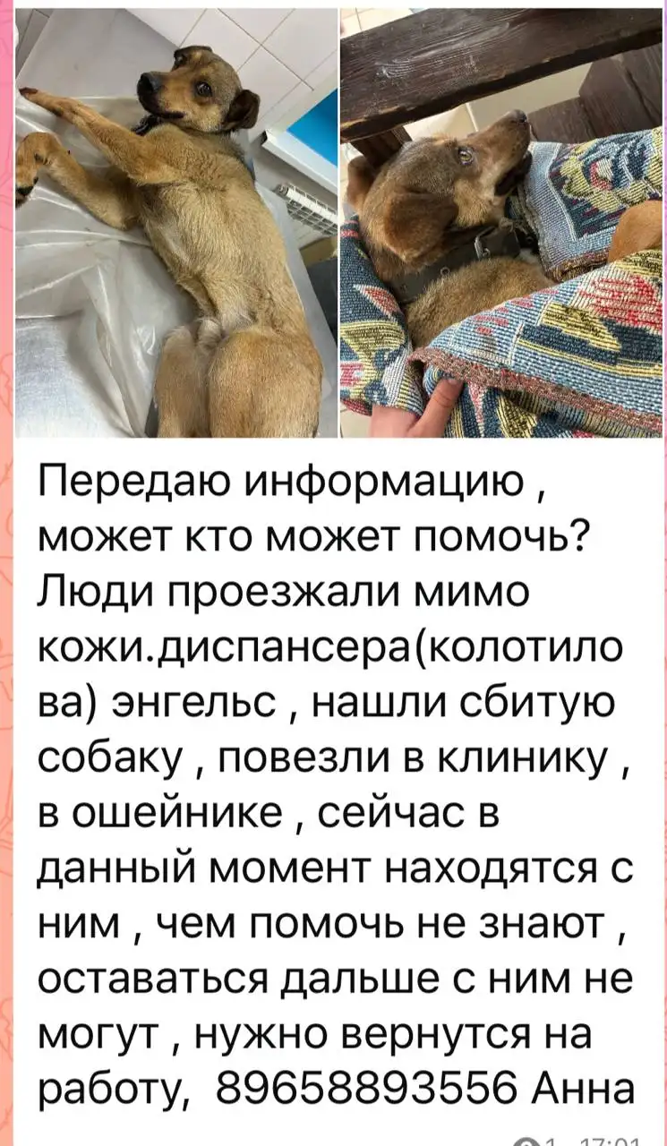 Потерянные животные, ожидание рентгена - Потеряшки (Животные) в Саратов
