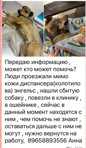 Потерянные животные, ожидание рентгена - Животные в Саратов