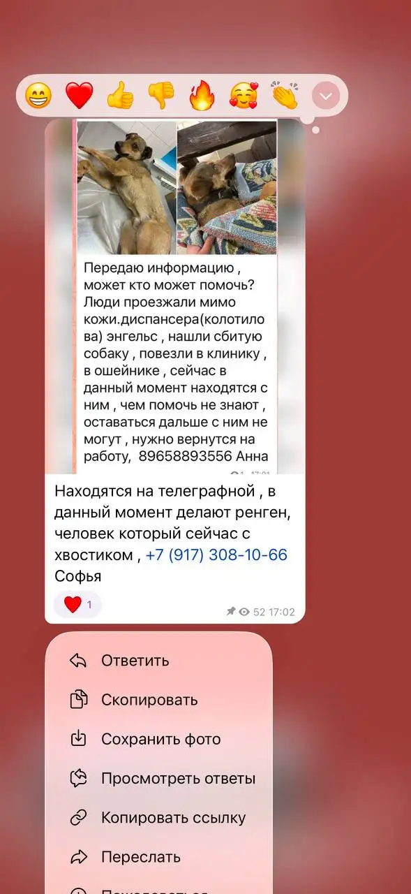 Сбитая собака, нужна помощь в лечении перелома таза - Животные в Саратов