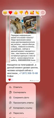Сбитая собака, нужна помощь в лечении перелома таза - Животные в Саратов