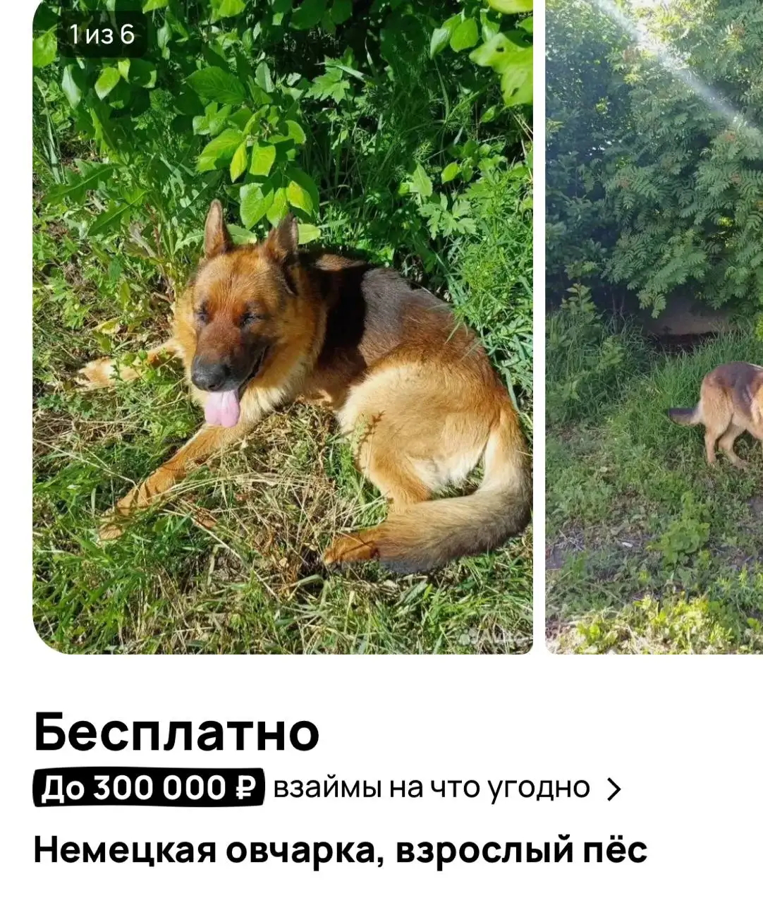 Немецкая овчарка ищет дом - Собаки (Животные) в Саратов