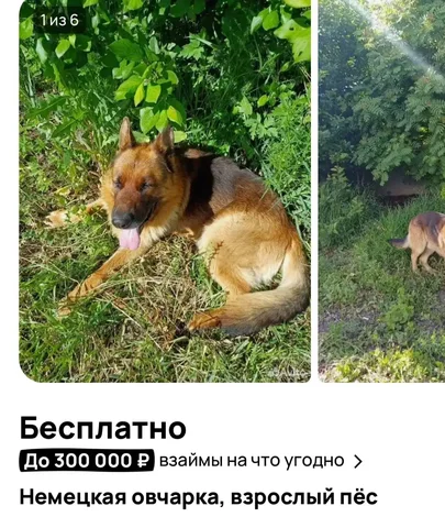 Немецкая овчарка ищет дом - Животные в Саратов