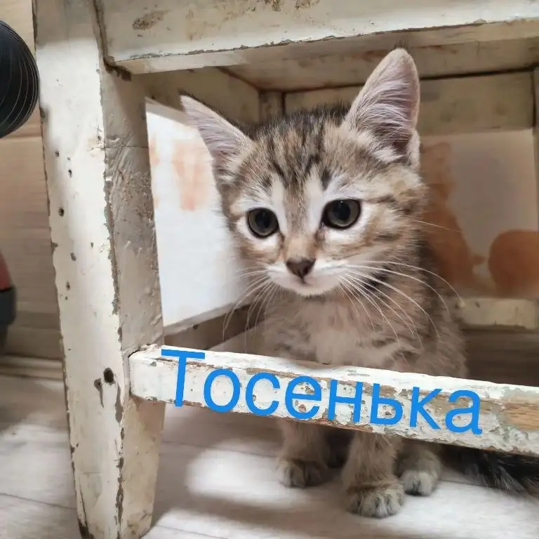 Отдам кошечек в добрые руки - Животные в Саратов