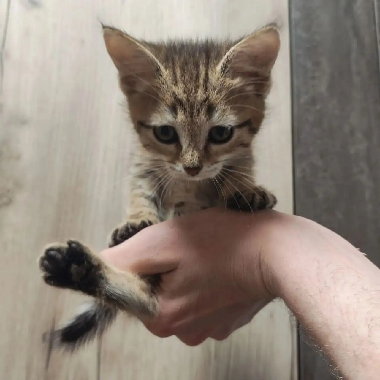 Забавный котенок в добрые руки - Животные в Саратов