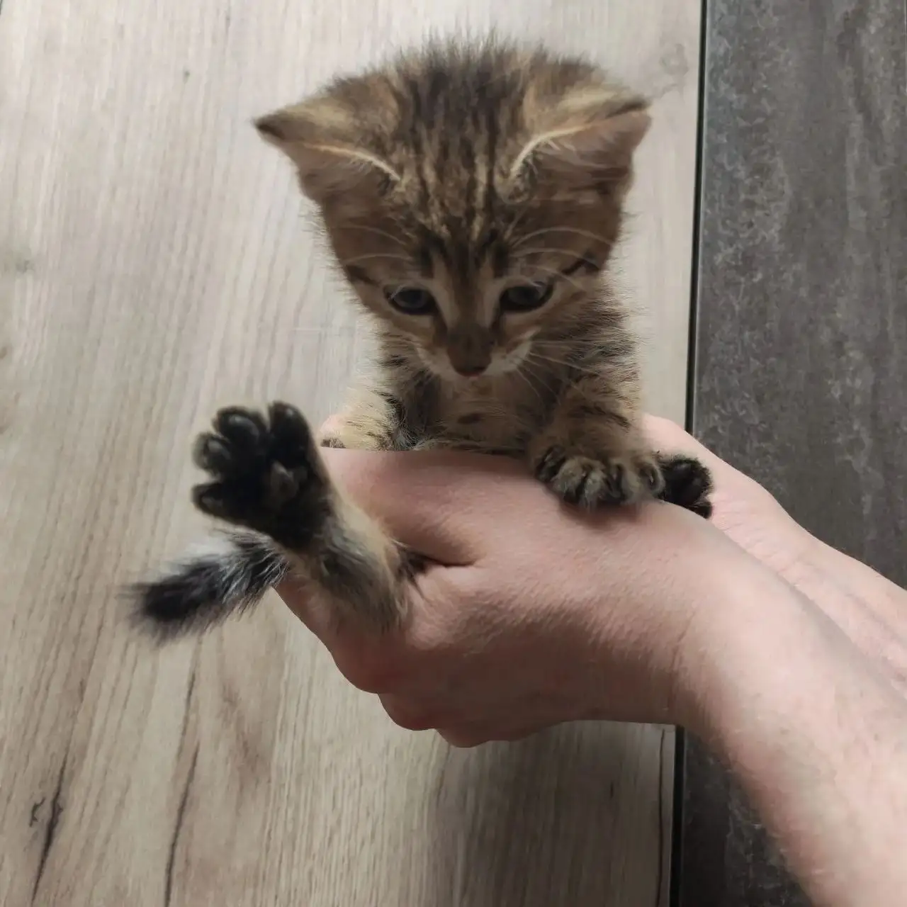 Забавный котенок в добрые руки - Животные в Саратов