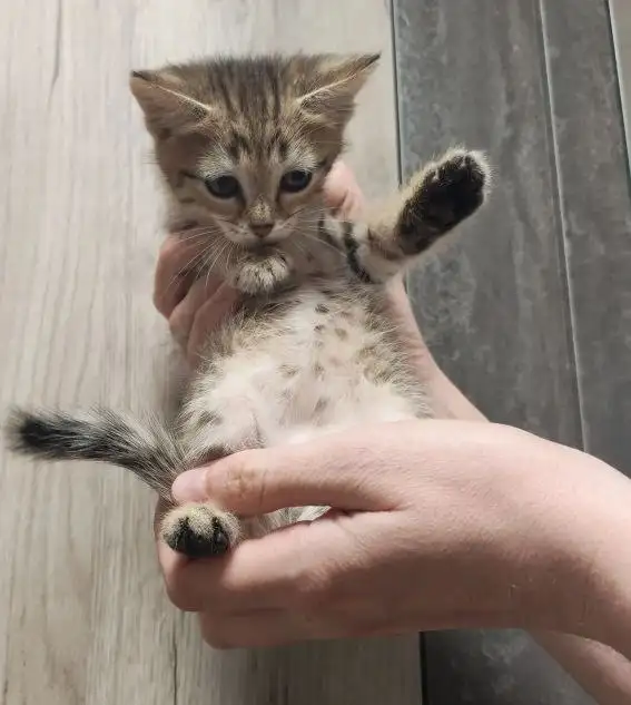 Забавный котенок в добрые руки - Животные в Саратов