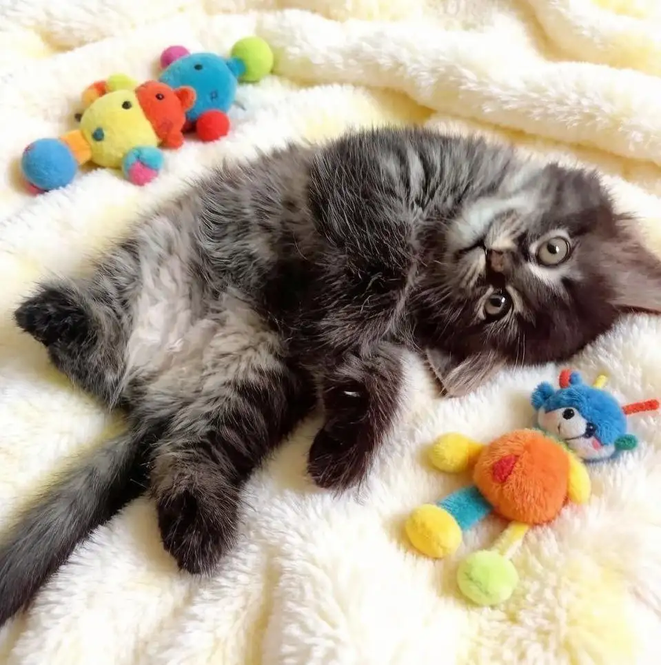 Маленькое чудо в поисках счастья - котенок Лео - Кошки (Животные) в Саратов
