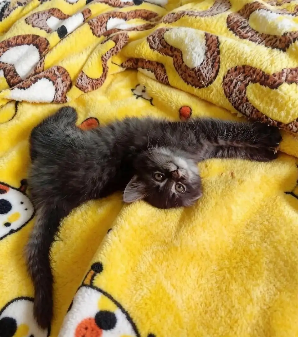 Маленькое чудо в поисках счастья - котенок Лео - Кошки (Животные) в Саратов