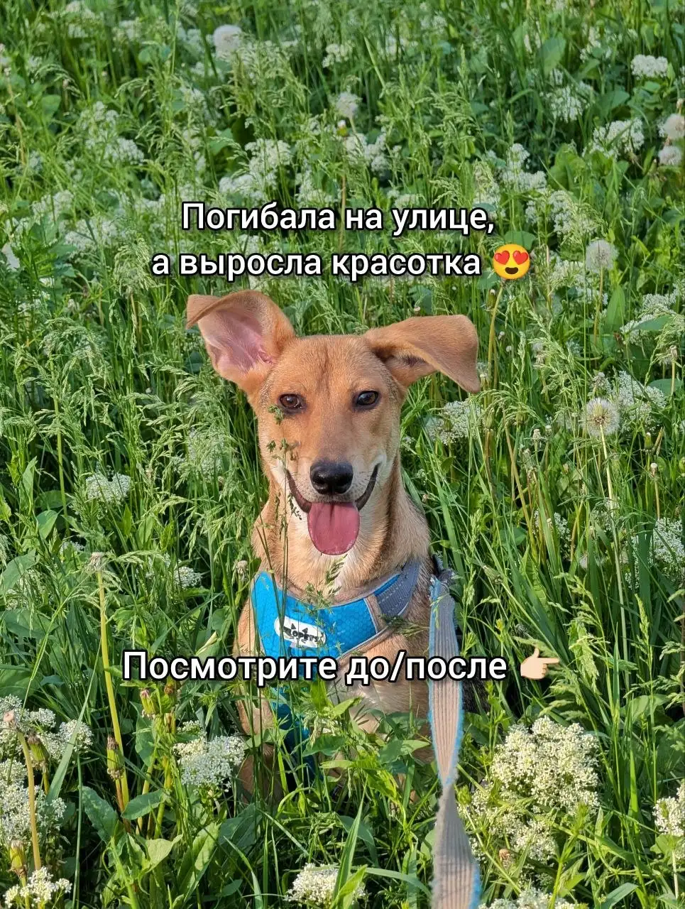 Ищет дом малышка Глаша - Собаки (Животные) в Саратов