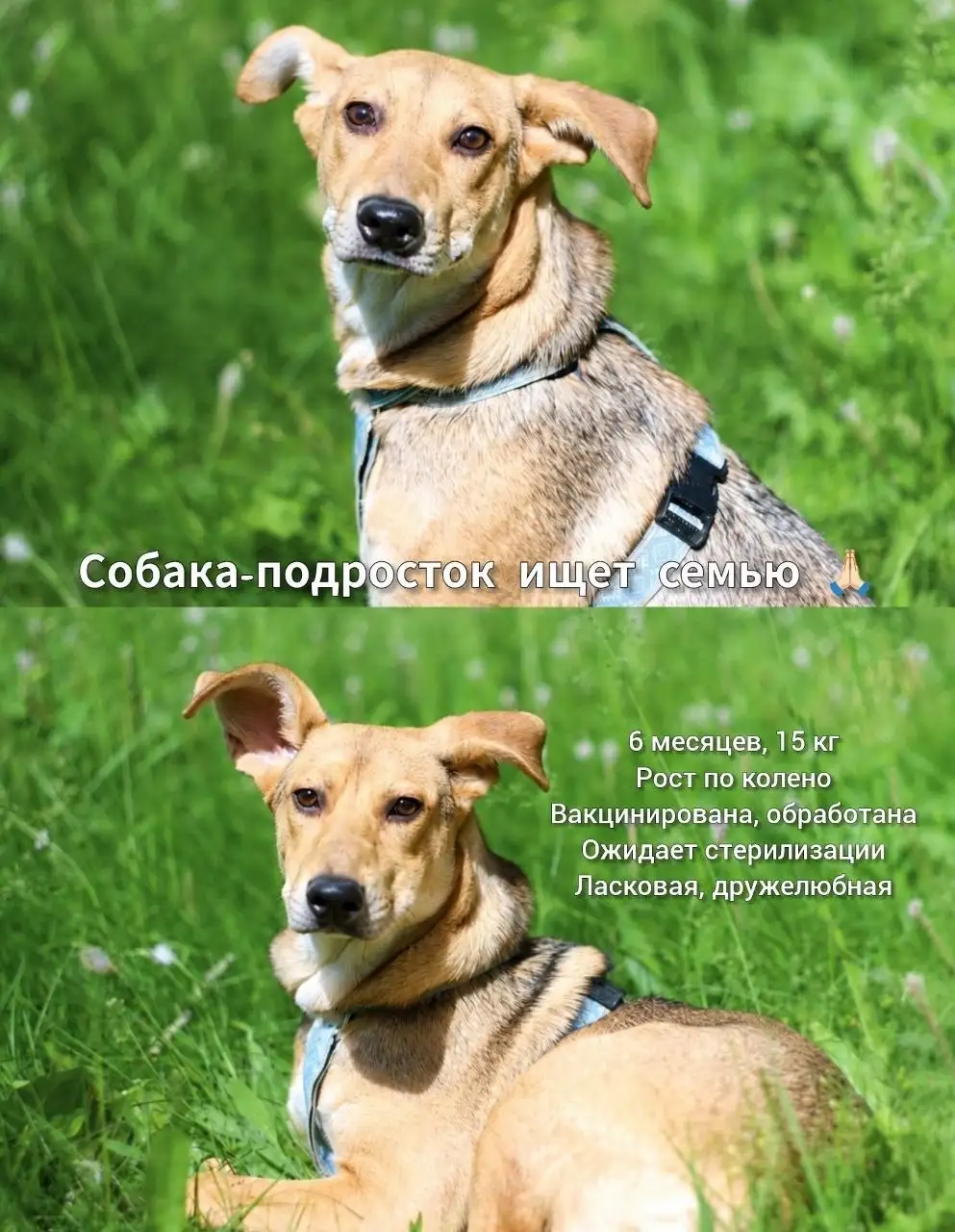 Ищет дом малышка Глаша - Собаки (Животные) в Саратов