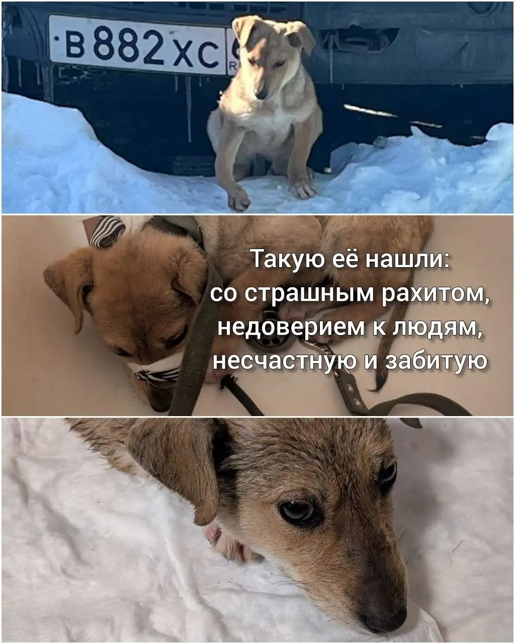 Ищет дом малышка Глаша - Собаки (Животные) в Саратов