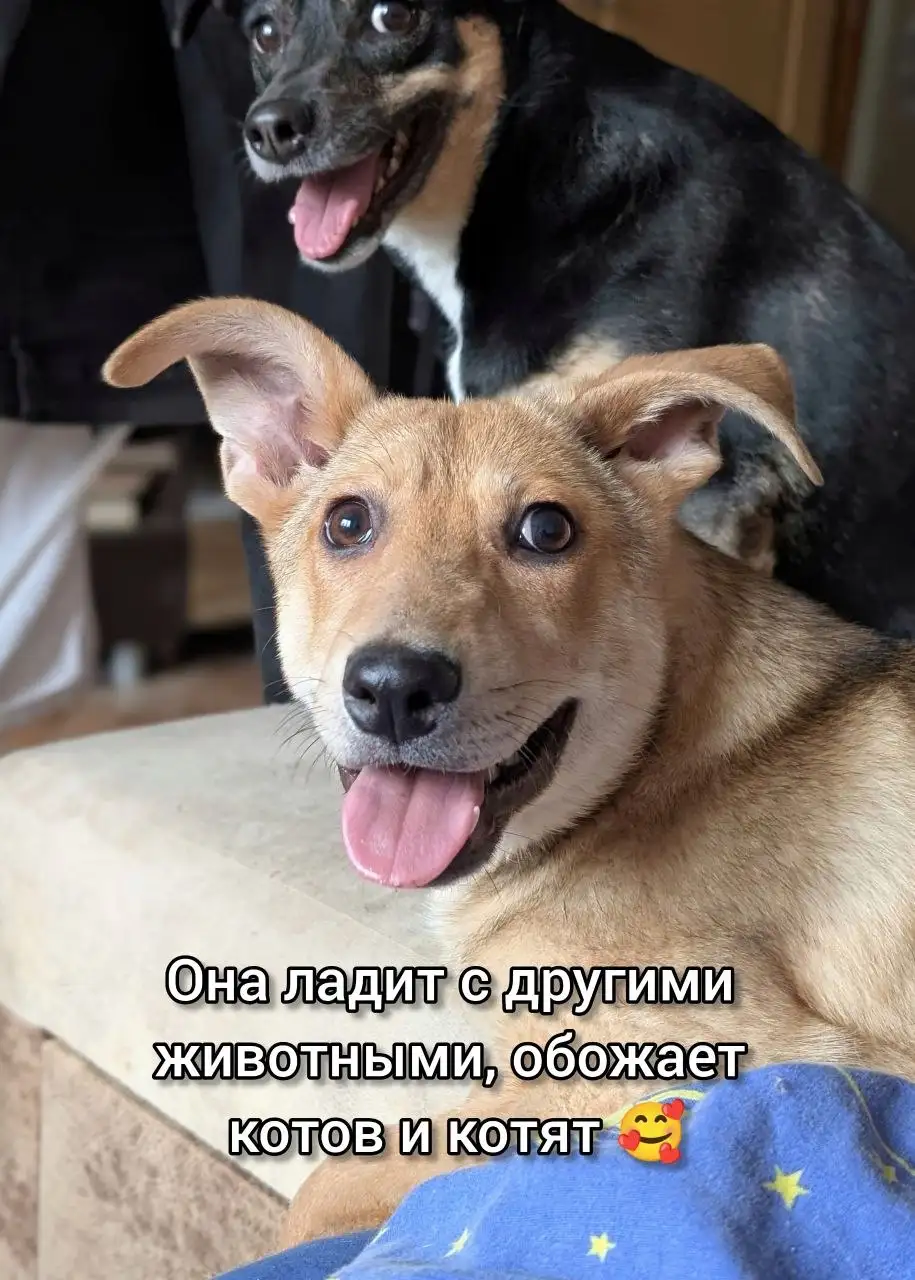 Ищет дом малышка Глаша - Собаки (Животные) в Саратов